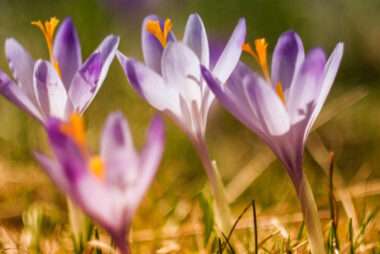 Four crocuses